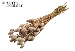 Papaver Natural 60cm 200gram