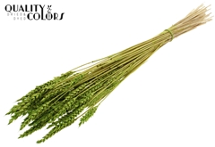 Droogbl Bewerkt H% 60cm 100gram
