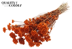 Lona Orange 50cm
