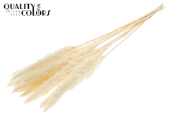 Pampas Fluf Bl Bleached 70cm