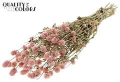Gomphrena Pink 55cm 100gram