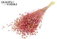 Lino Vlas Bico Cerise 50cm