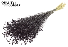 Lino Vlas Black 50cm