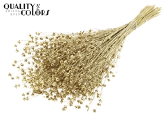 Lino Vlas Gold 50cm