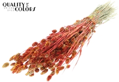 Phalaris Bico Red 60cm 220gram