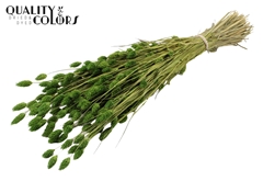 Phalaris Li. Green 60cm 220gram
