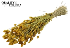 Phalaris Yellow 60cm 220gram