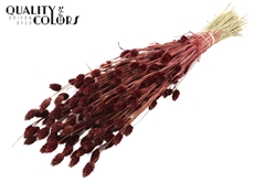 Phalaris Bordeaux 60cm 220gram