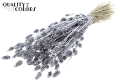 Phalaris Silver+Glit 60cm 220gram