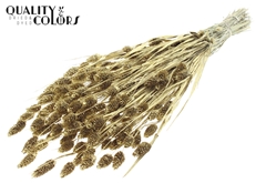 Phalaris Gold+Glit 60cm 220gram