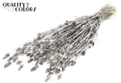 Phalaris Platina+Glit 60cm 220gram