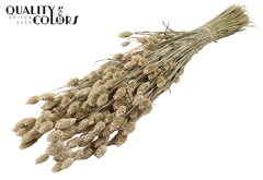 Phalaris Fr. White 60cm 220gram