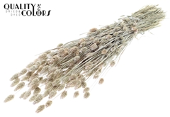 Phalaris Pearl White 60cm 220gram