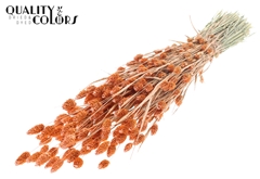 Phalaris Pearl Orange 60cm 220gram