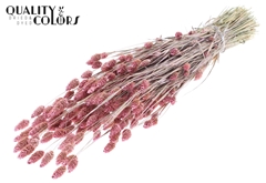 Phalaris Pearl Pink 60cm 220gram