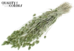 Phalaris Pearl Mint 60cm 220gram