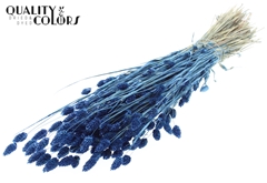 Phalaris Pearl Blue 60cm 220gram