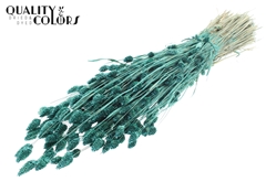 Phalaris Pearl Turquoise 60cm 220gram