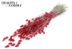 Phalaris Pearl Coral 60cm 220gram