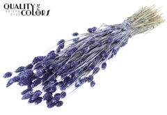 Phalaris Pearl Milka 60cm 220gram