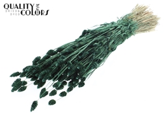 Phalaris Pearl Green 60cm 220gram