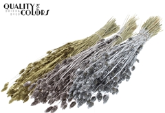 Phalaris Metal Mixed 60cm 220gram