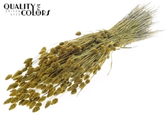 Phalaris Metal Yellow 60cm 220gram