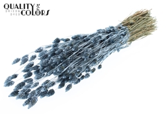 Phalaris Metal Blue 60cm 220gram