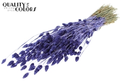 Phalaris Metal Purple 60cm 220gram