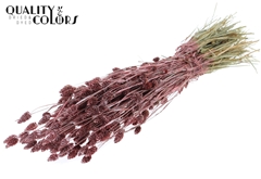 Phalaris Metal Red 60cm 220gram