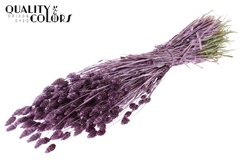 Phalaris Metal Pink 60cm 220gram