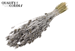 Phalaris Silver 60cm 220gram