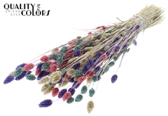 Phalaris Mixed 1 60cm 220gram