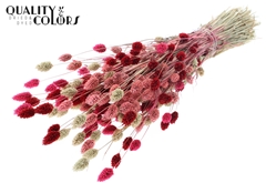 Phalaris Sunbl Lady Mix 60cm 220gram