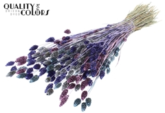 Phalaris Metal Galax Mix 60cm 220gram