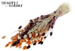 Phalaris Mixed 3 60cm 220gram