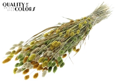 Phalaris Summer Mix 60cm 220gram