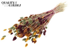 Phalaris Pumpk Spice 60cm 220gram