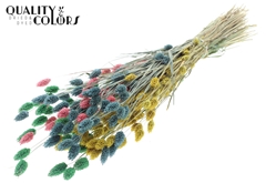 Phalaris Pastel Prism 60cm 220gram