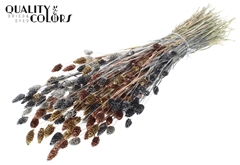 Phalaris Metal Galax Mix 60cm 220gram
