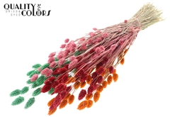 Phalaris Summer Sorbet 60cm 220gram