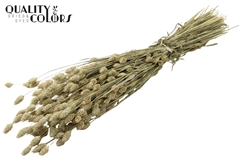 Phalaris Natural 60cm 220gram
