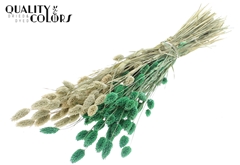 Phalaris Bico Fr. Mint 60cm 220gram