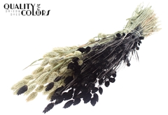 Phalaris Bico Black 60cm 220gram