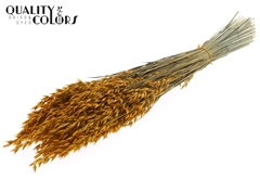 Avena Apricot 60cm 250gram