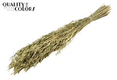 Avena Da. Green 60cm 250gram