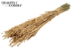 Avena Ant. Gold 60cm 250gram