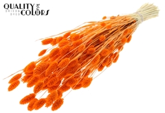 Phalaris Bl. Orange 70cm 220gram