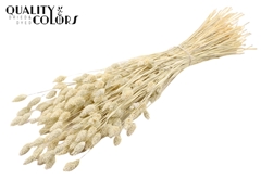 Phalaris Bl. Fr White 70cm 220gram