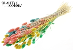 Phalaris Pastel Fluor 70cm 220gram